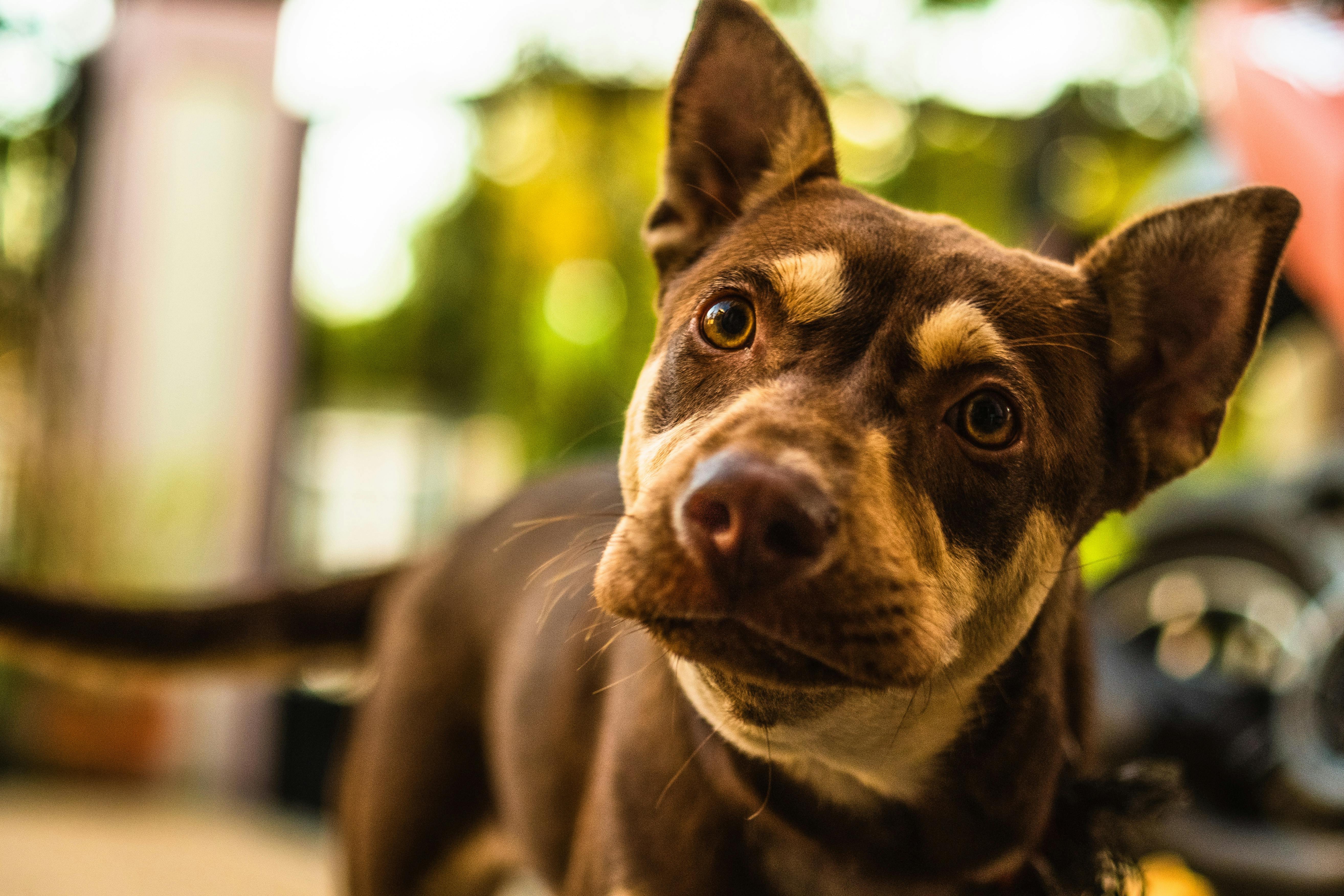 Dwrean Stok Fwtografiwn Me Sharpei Estantane Kafe