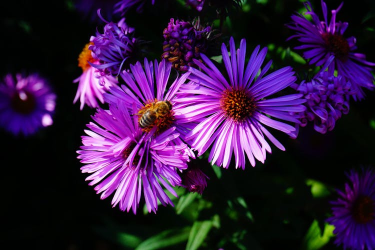 Bee On Purple Flowers