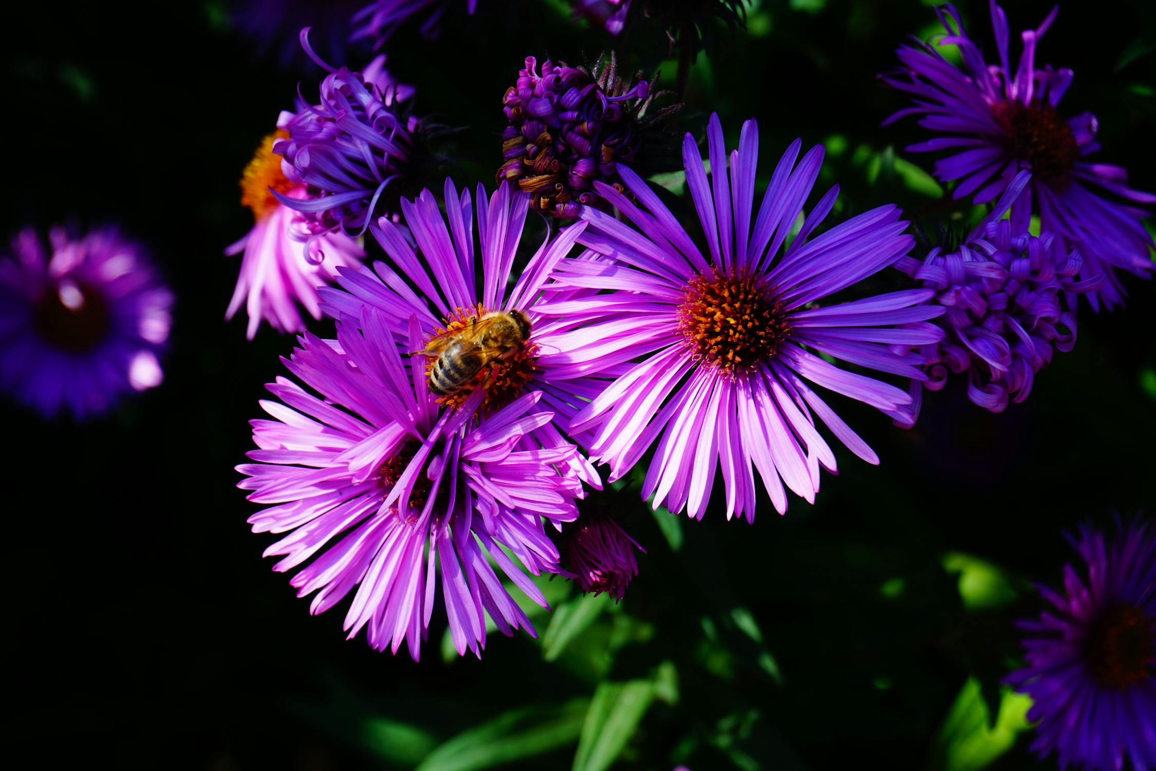 Bee on Purple Flowers · Free Stock Photo