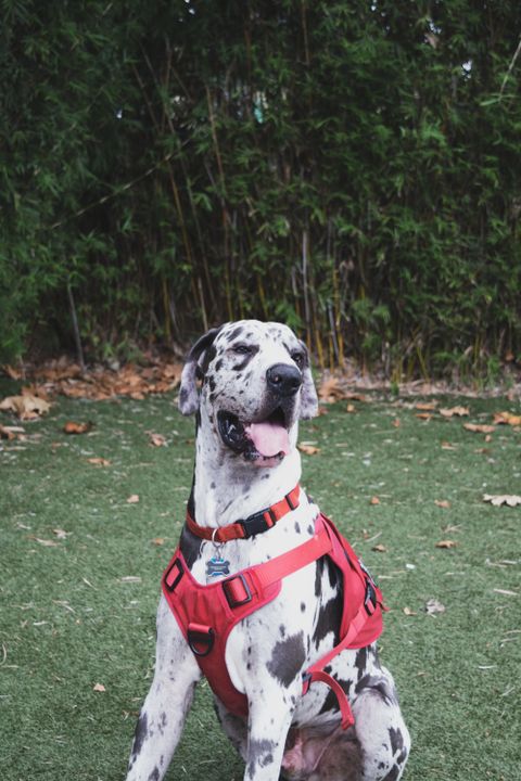 Great Dane