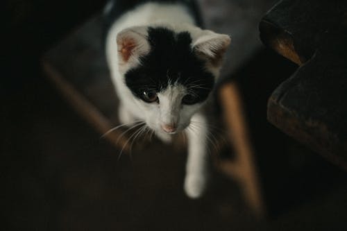 무료 흑인과 백인 고양이의 클로즈업 사진 스톡 사진
