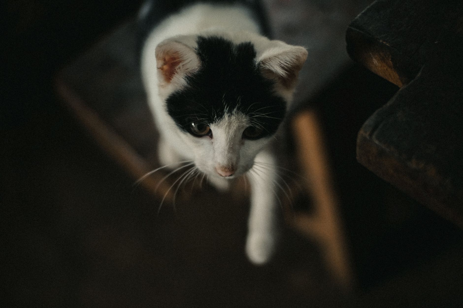 Portrait of a cat at a veterinary clinic