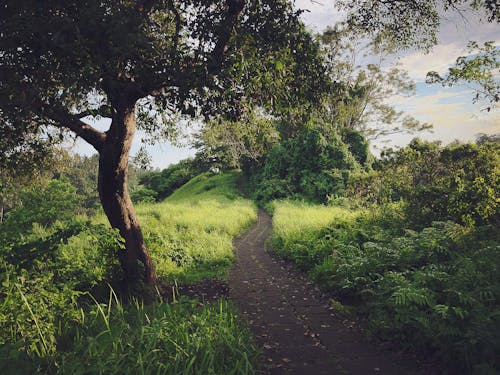 View of a Paved Road between Meadows and Shrubs in the Countryside in Summer