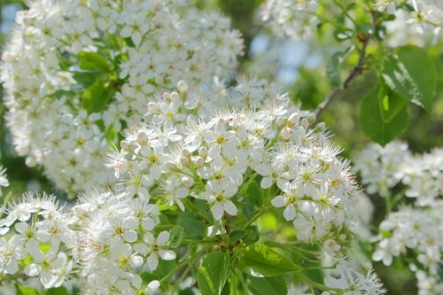 Free A detailed shot of white blossoms on a tree branch, showcasing the beauty of spring nature. Stock Photo