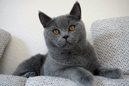 Cat Sitting on Sofa