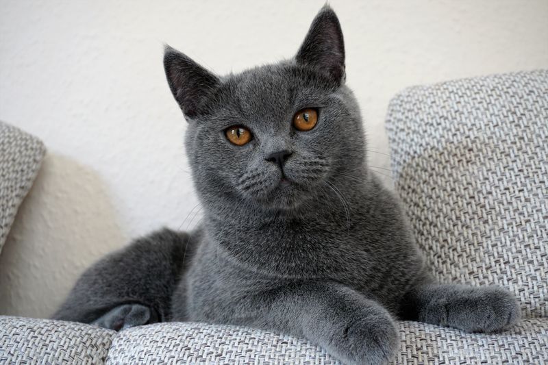 Blue British Shorthair resting calmly on a sofa