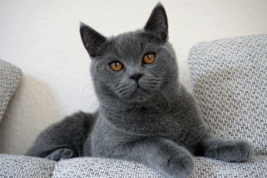 British Shorthair face close-up, British Shorthair photograph