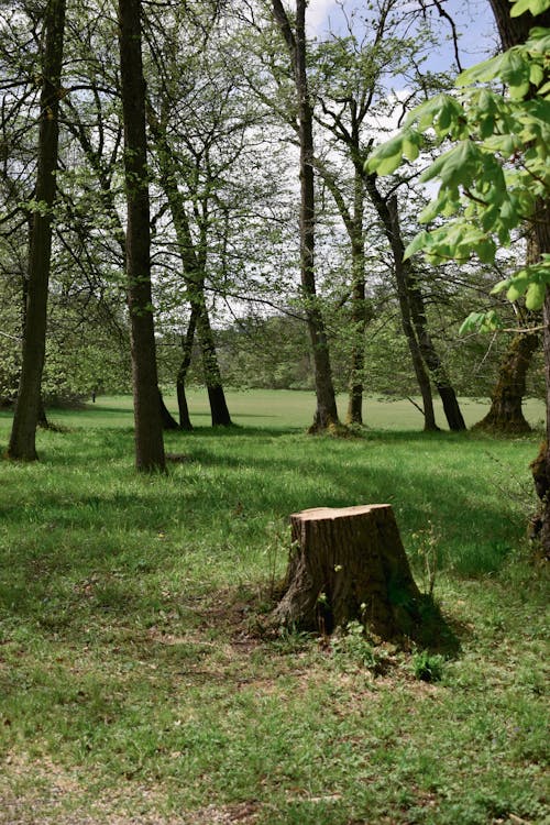 Immagine gratuita di alberi, ceppo, estate