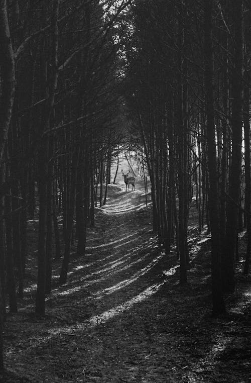 Immagine gratuita di bianco e nero, cervo, foresta