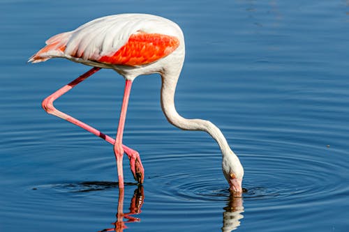Close-up of a Flamingo in Water 