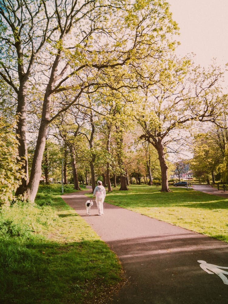 Woman Walking Dog In Park