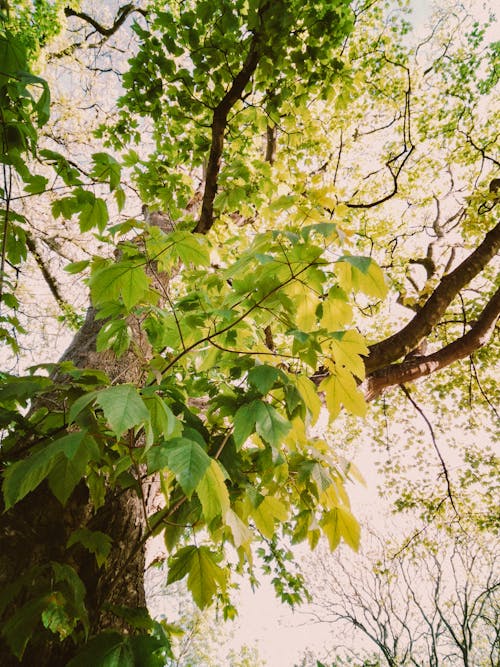 Low Angle Shot of a Large Tree with Green Leaves 