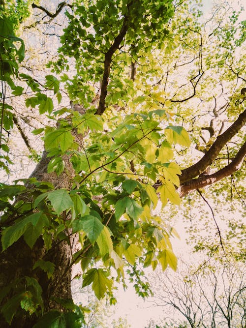 Foto d'estoc gratuïta de arbre, bagul, creixement