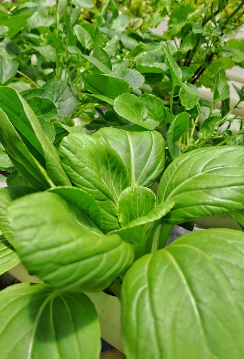Close up of Green Plants Leaves