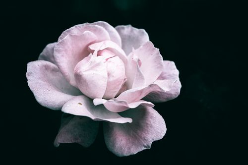 Free A close-up of a beautiful white rose with dewdrops against a dark background. Stock Photo