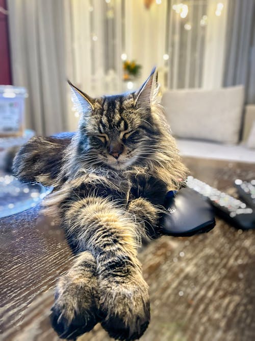 büyük kedi, kedi, maine rakun içeren Ücretsiz stok fotoğraf