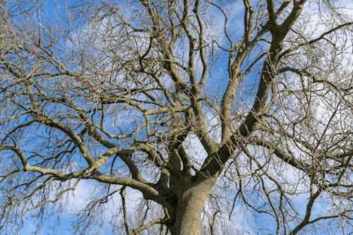 Foto d'estoc gratuïta de arbre, arbre de tardor, blau