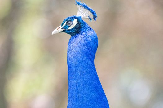 Close-up of a blue peacock showcasing its vibrant feathers against a natural blurred background.