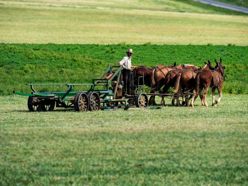 Farmer Working with Horses on Field