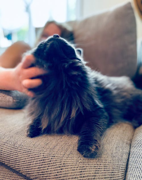 Бесплатное стоковое фото с кошка, серый кот