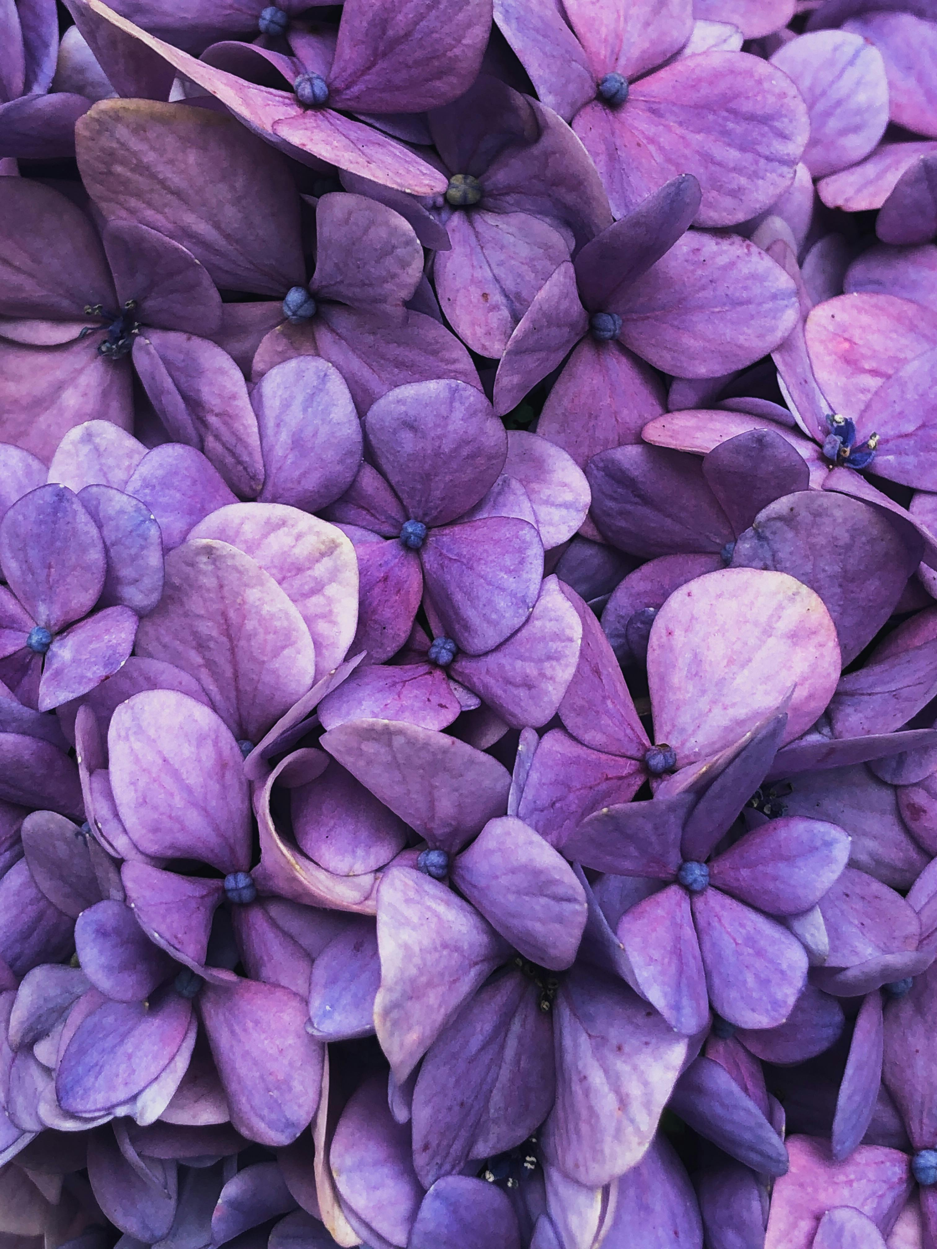 A close-up view of vibrant purple hydrangea petals showcasing nature's beauty.