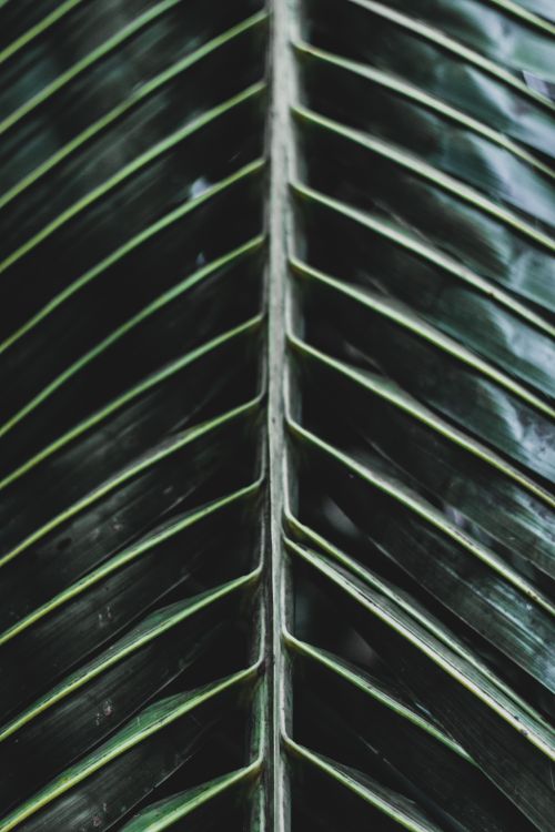 Free Detailed close-up of a green leaf showcasing its unique pattern and surface texture. Stock Photo