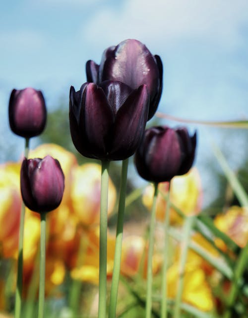 Kostnadsfri bild av blommor, blomning, fält