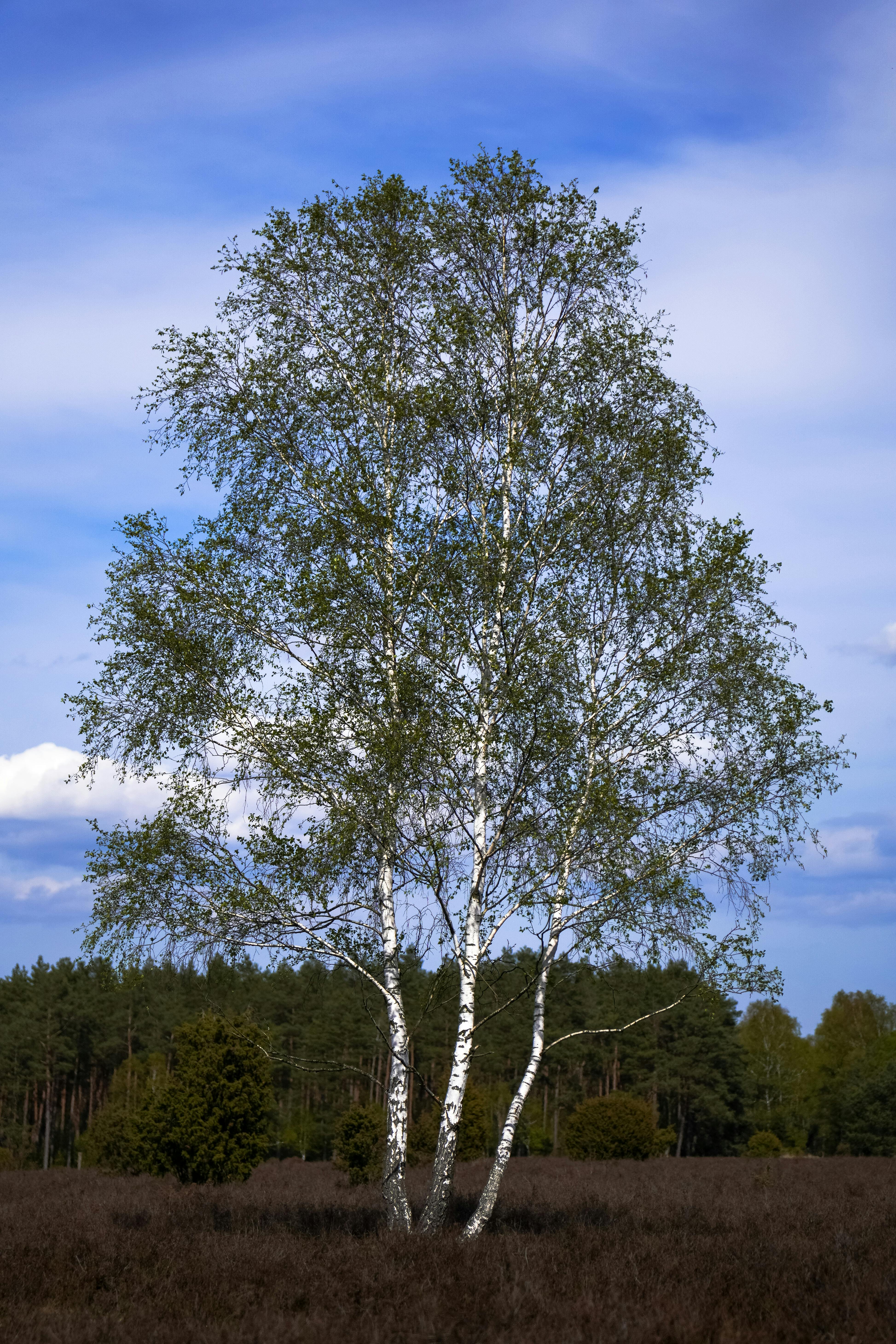 Peaceful birch tree standing tall in a sunlit meadow with blue skies above.