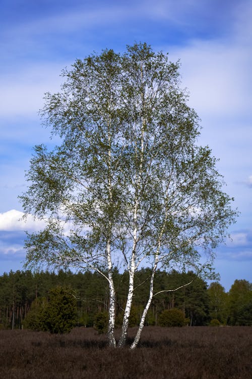 Kostnadsfri bild av äng, björk, blå himmel