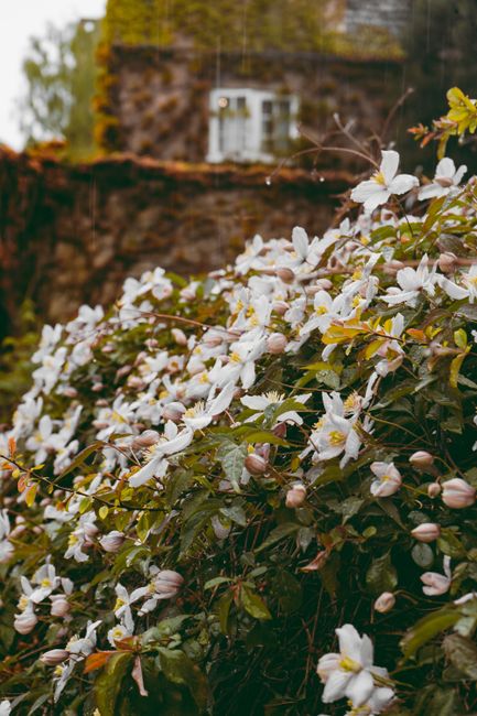 Vertical shot of blooming clematis flowers in a rustic garden setting, perfect for nature and seasonal themes.