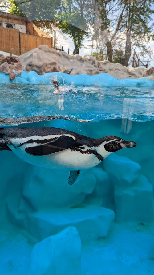 プール, ペンギン, 動物の無料の写真素材