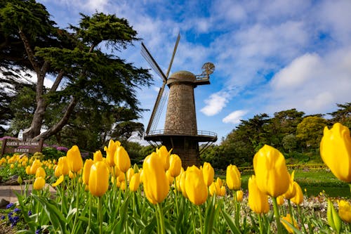 Yellow Tulips with Old Windmill in Queen Willhelmina Garden