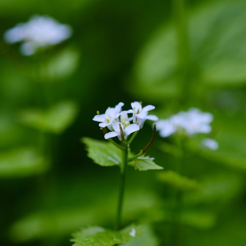 Free A close-up of delicate white wildflowers amidst lush green leaves in Penrith, England. Stock Photo