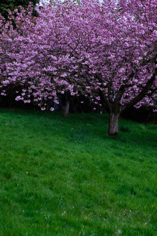 나무, 봄, 수직 쐈어의 무료 스톡 사진