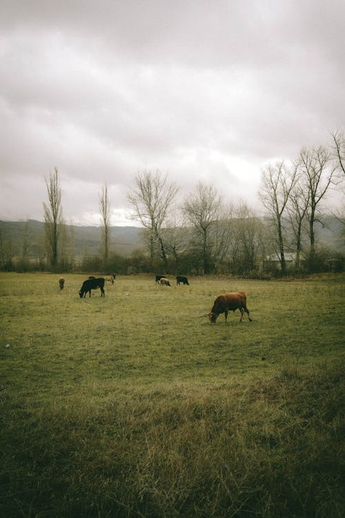 Cows Grazing in Green Field in Countryside