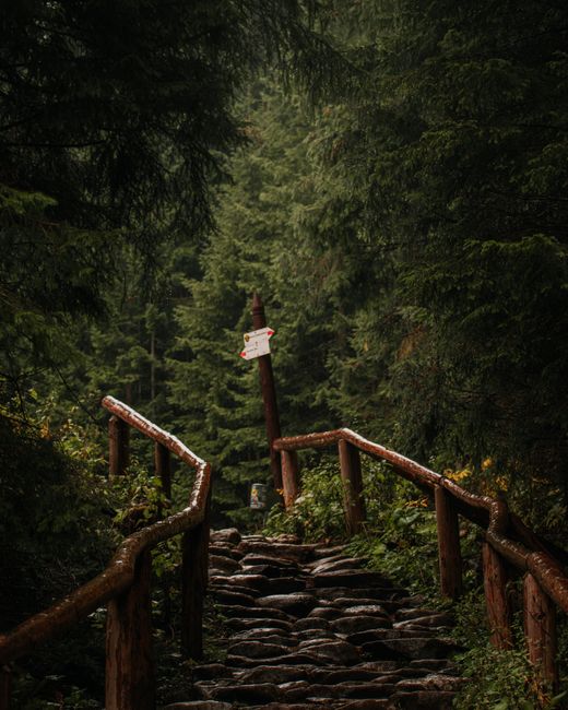Explore a serene stone path surrounded by lush green trees in a peaceful forest setting.