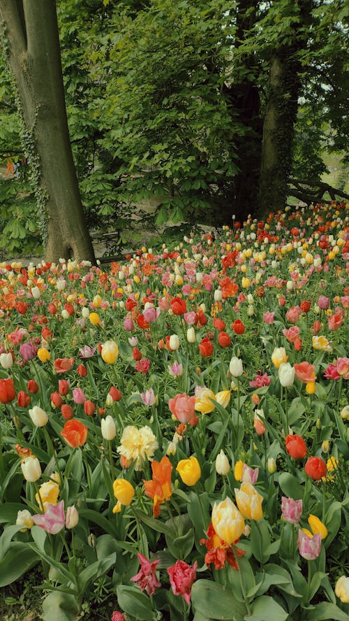 Foto stok gratis bunga tulip, bunga-bunga, hutan