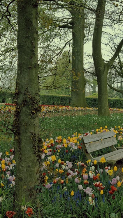 Gratis arkivbilde med benk, blomster, fargerik