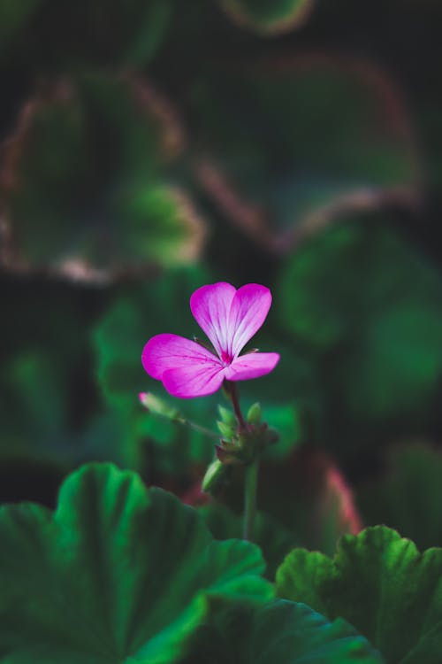 Pink Flower among Green Leaves