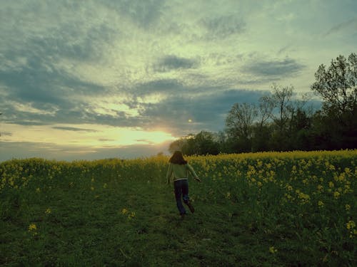 Základová fotografie zdarma na téma hřiště, květiny, obloha