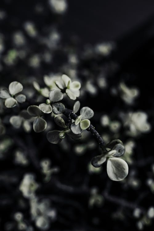 꽃, 목련, 블랙 앤 화이트의 무료 스톡 사진