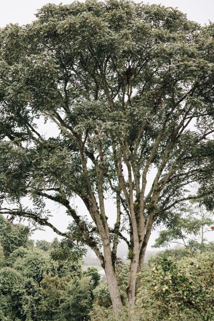 A solitary tree stands tall amidst lush greenery in Huila, Colombia.