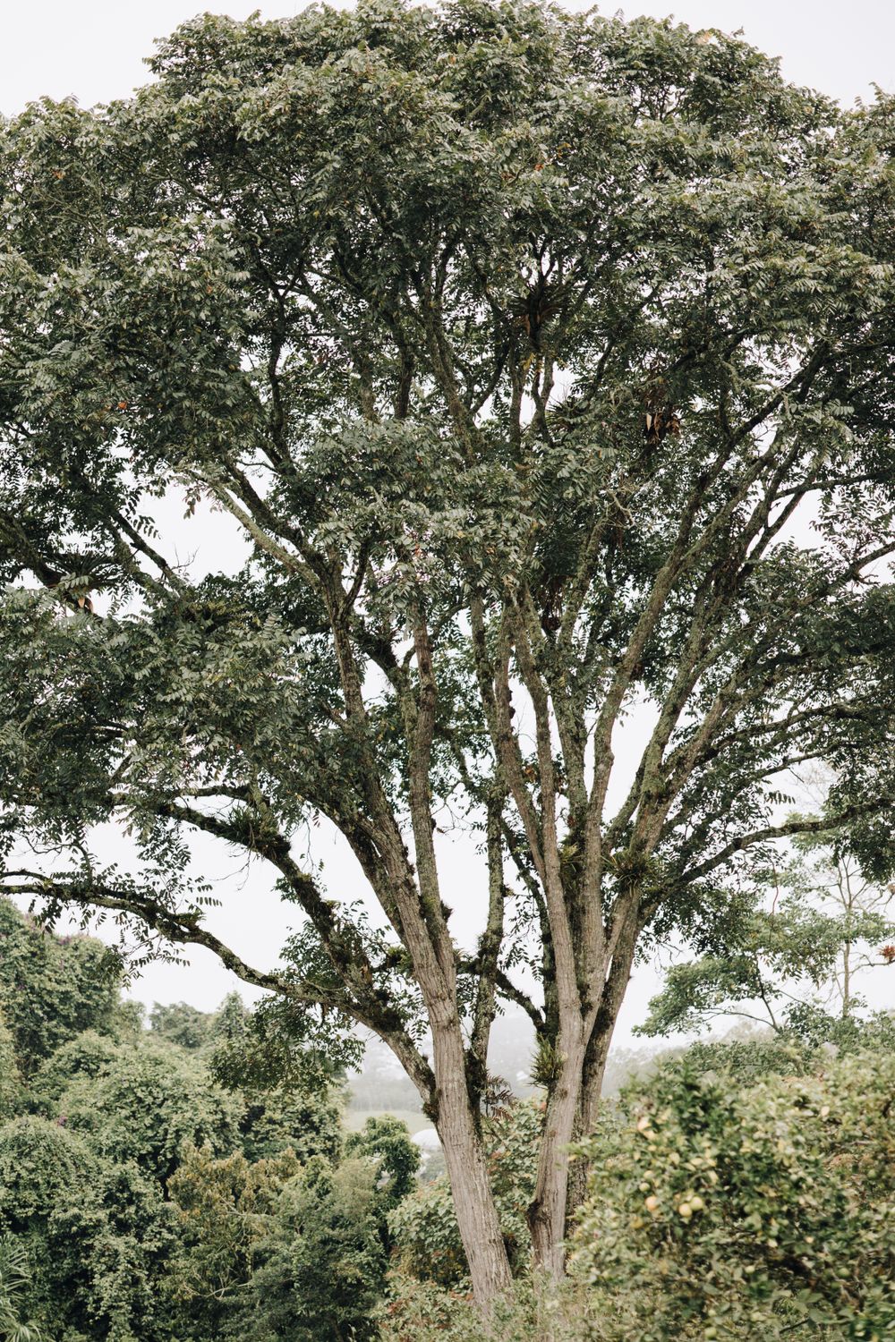 Bushes Like Tree A Large Tree in the Bushes · Free Stock Photo