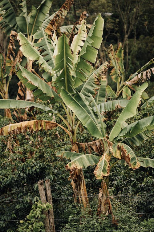 Imagine de stoc gratuită din arbust, arbuști, banane