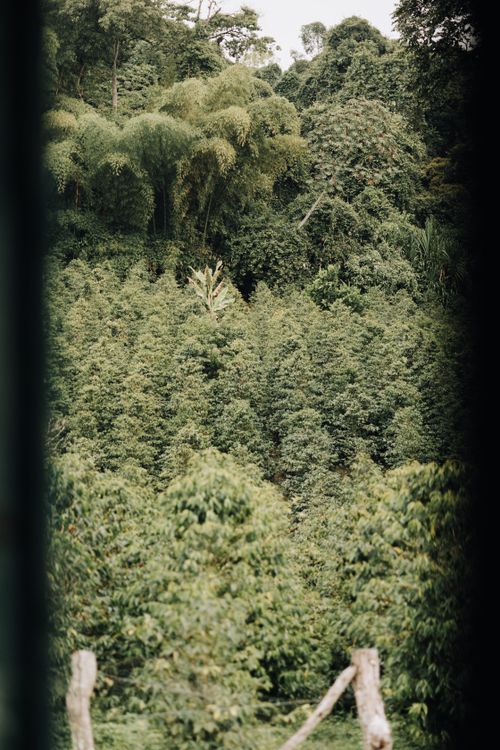 Free Explore the dense, vibrant greenery of Colombia's Huila region with this captivating forest view. Stock Photo
