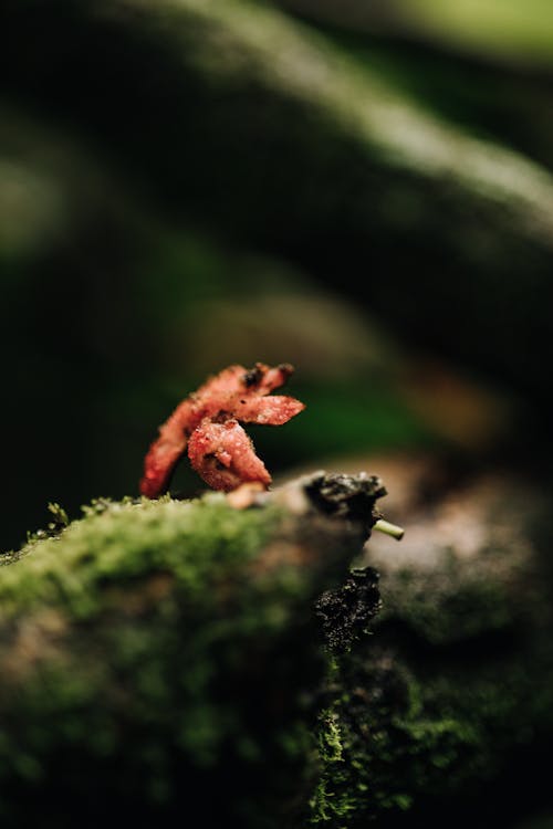 Foto d'estoc gratuïta de bolet, bosc, fong