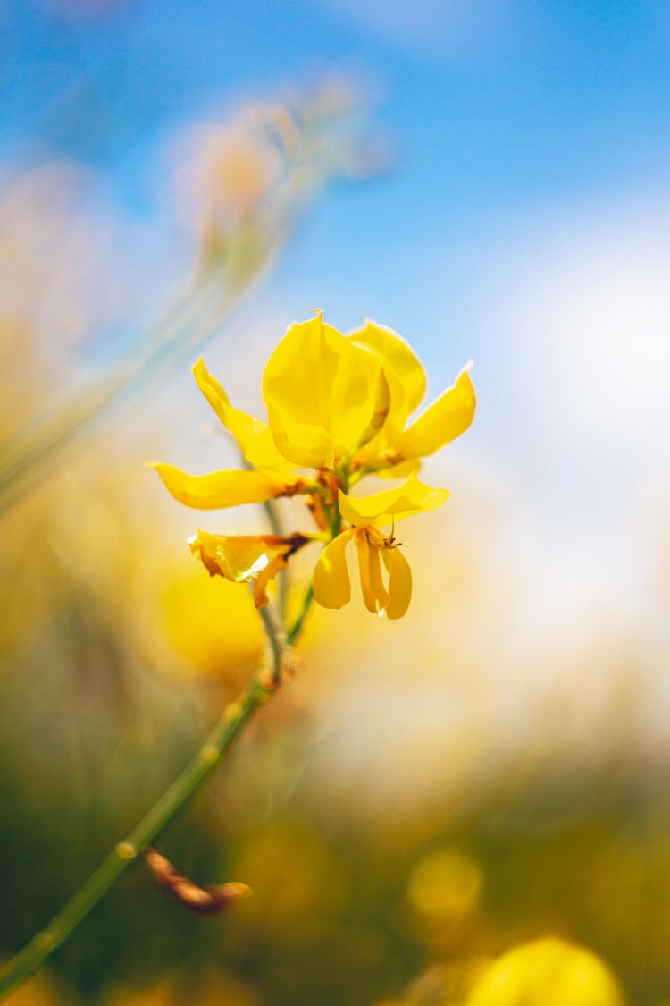 Close-up Of A Spanish Broom Flower