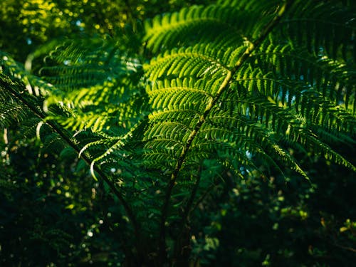 Close up of a Fern 