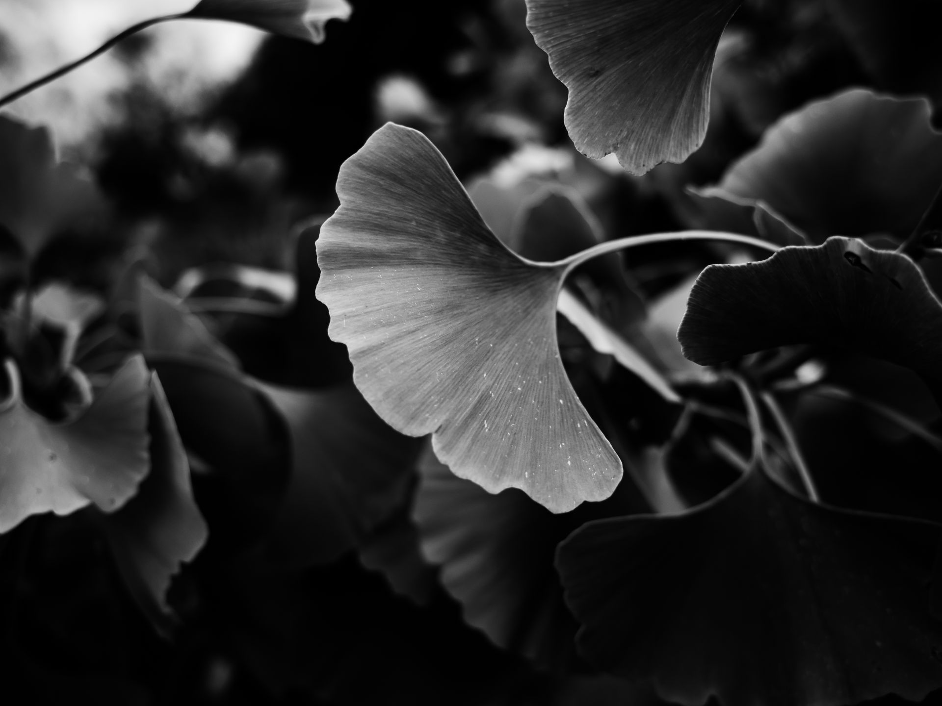 Artistic black and white photograph showcasing ginkgo leaves in detail, highlighting nature's beauty.
