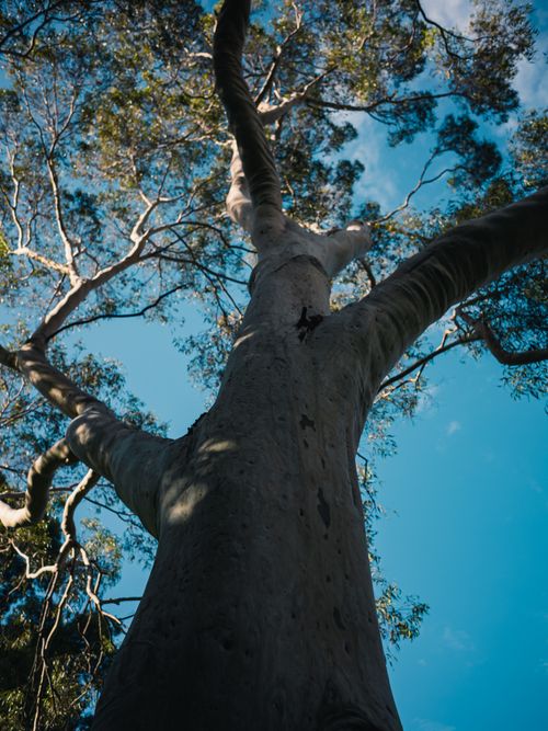 Free Low angle view of a tall tree reaching into a clear blue sky, emphasizing nature's growth and vitality. Stock Photo